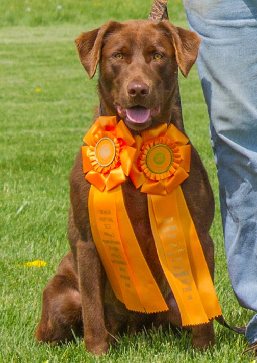 HR Turn Around Bright Eyes SH CGC | Chocolate Labrador Retriver