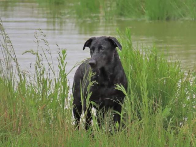 HRCH Knight Ridge Li'l Miss Susie Q SH | Black Labrador Retriver