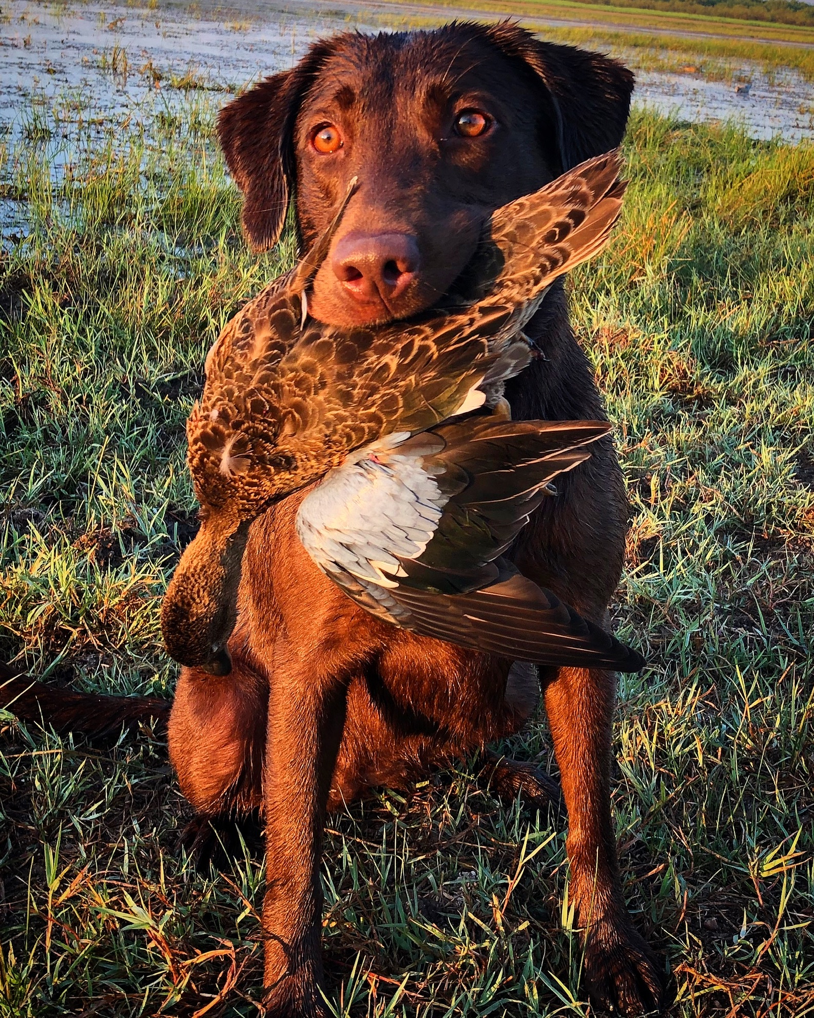 HRCH  Washita's Kimber Locked N Loaded | Chocolate Labrador Retriver