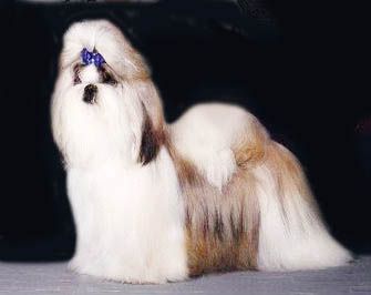 Zalexandra From Audreys Paradise | Shih Tzu 