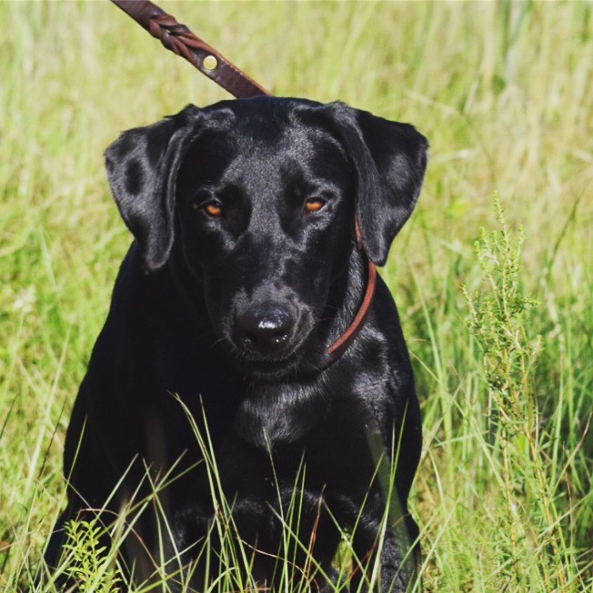 HRCH UH Seven Mile Bend's Fish On Abaco MH | Black Labrador Retriver