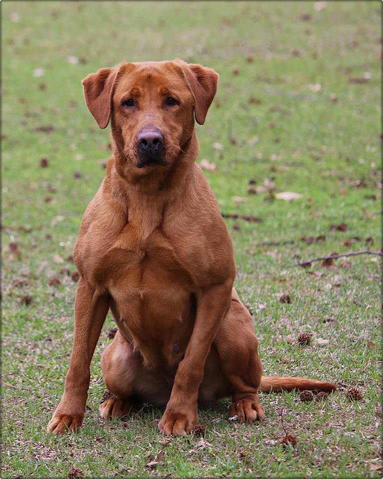 Venable's Ruby Red Gem | Yellow Labrador Retriver