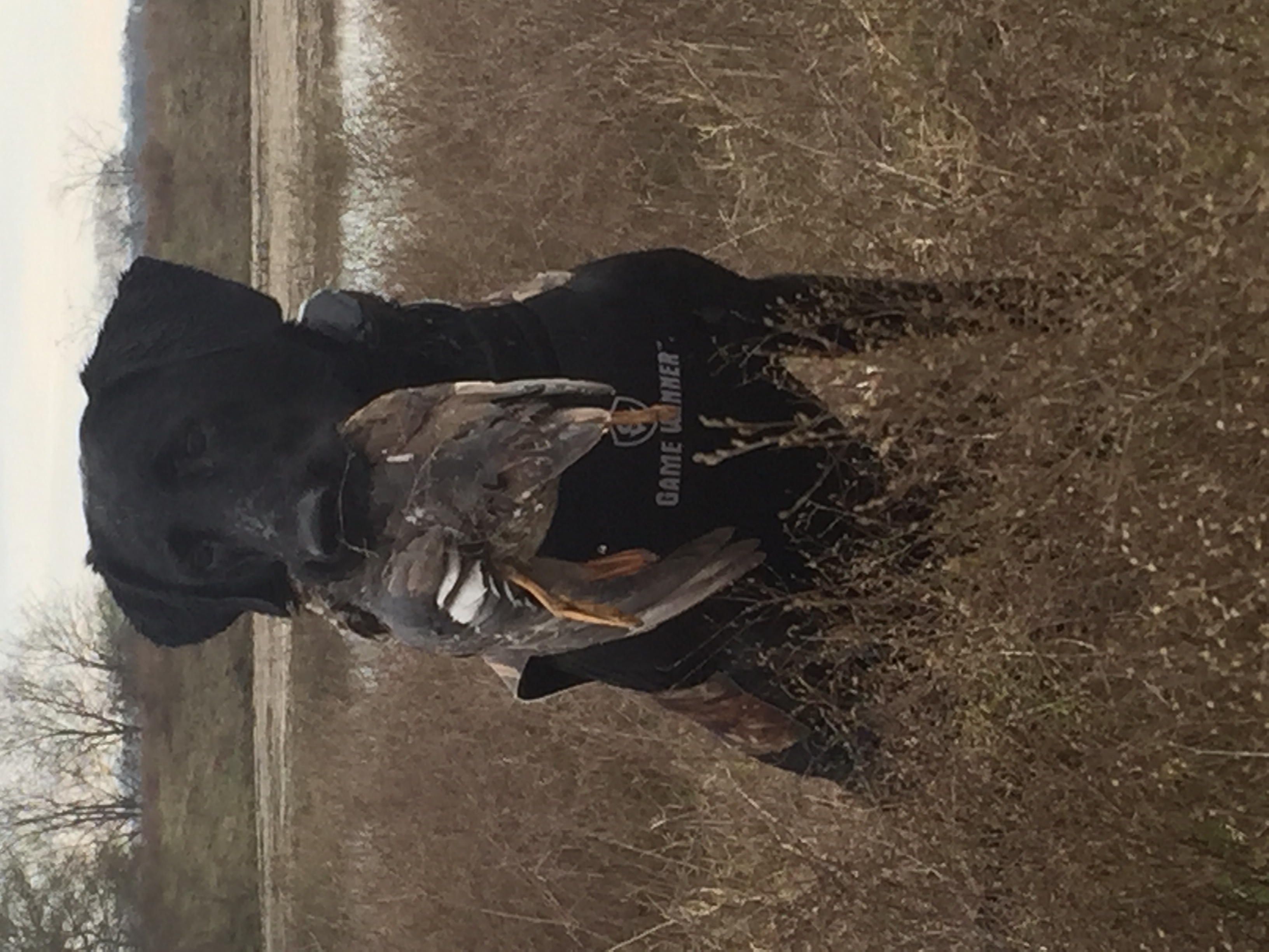 Hold Me Tiny Dancer | Black Labrador Retriver