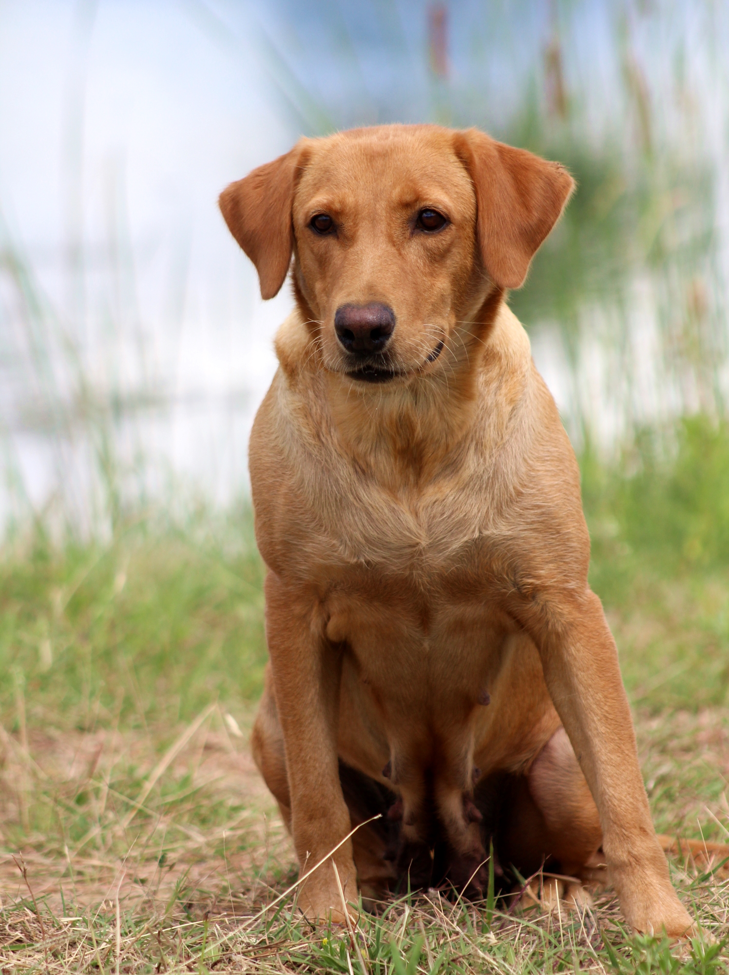 SHR Sagecreek's Guns A Blazin' JH CGCA DJ THDN | Yellow Labrador Retriver