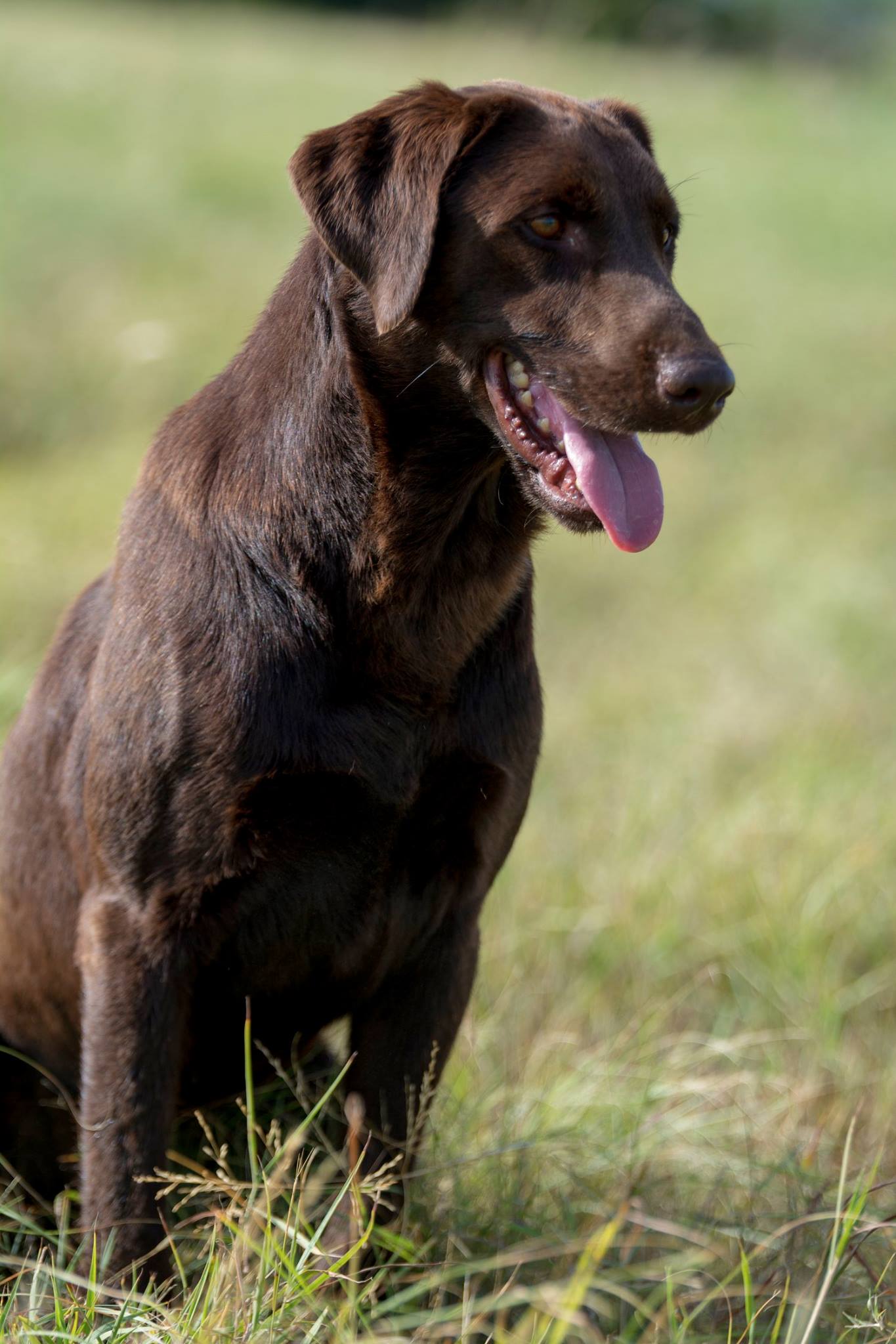 4 X GMPR, HRCH Red Labels Rudy | Chocolate Labrador Retriver