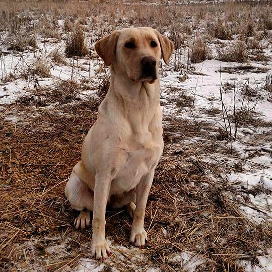 HRCH UH Siegel's Upland Blaze MH | Yellow Labrador Retriver