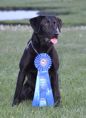 Seaside's Pink Panther QAA | Black Labrador Retriver