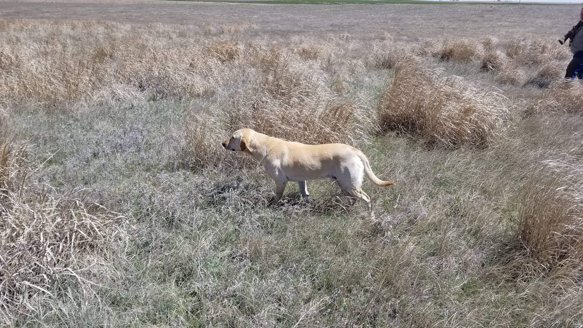 2.5 x GMPR HR Advantage Of Yankee | Yellow Labrador Retriver