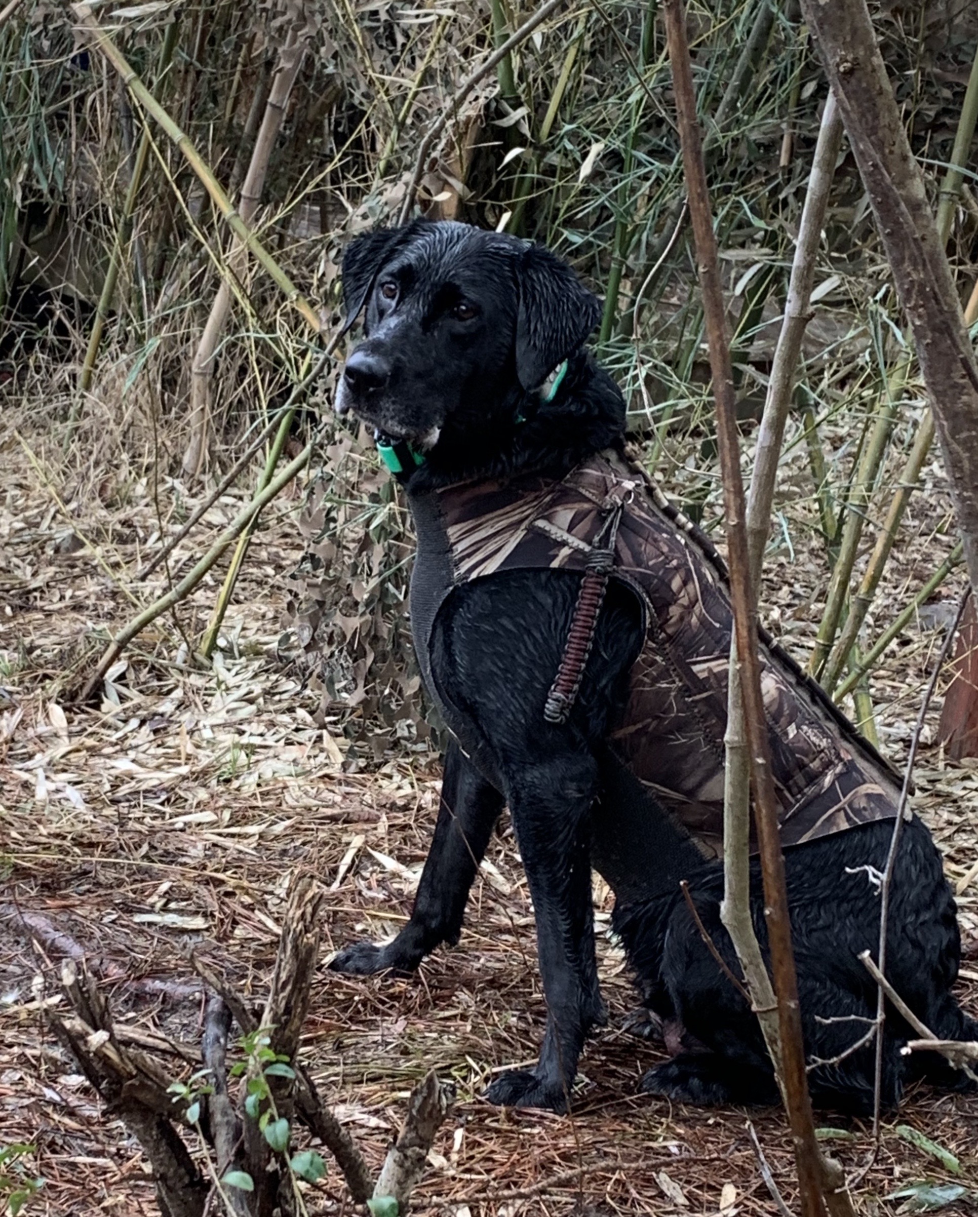 Ryd's Abbigail's Dream | Black Labrador Retriver