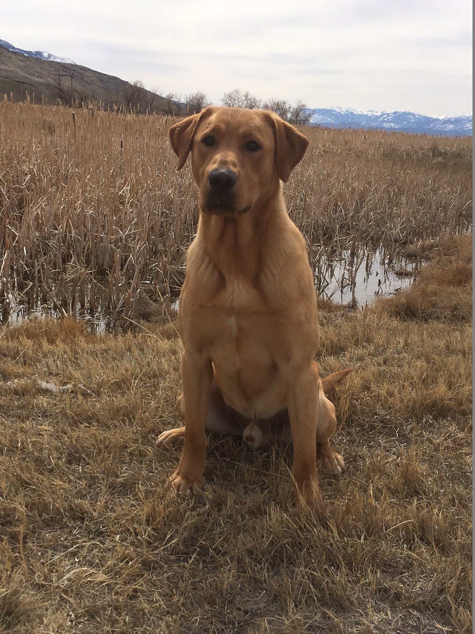 Cosmic Night Rider | Yellow Labrador Retriver