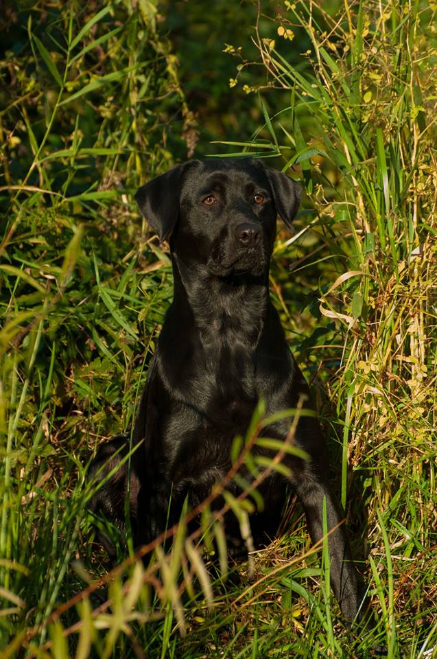 4xGMPR HRCH Cooperstown's Say Hey Kid Willie | Black Labrador Retriver