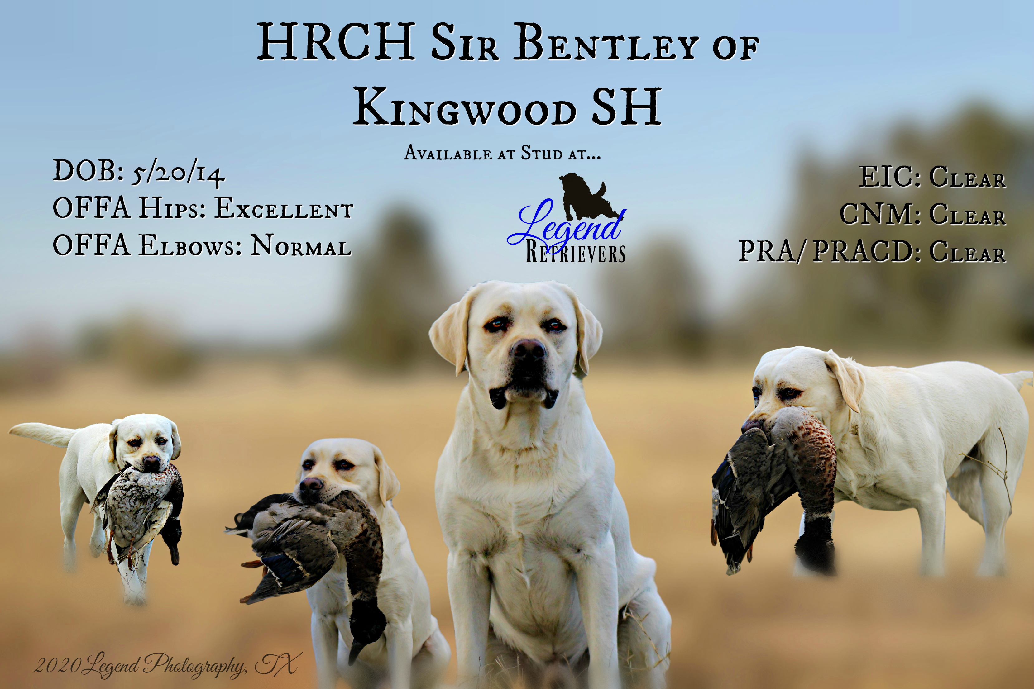 HRCH Sir Bentley Of Kingwood SH | Yellow Labrador Retriver