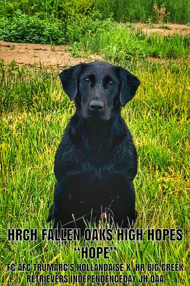 GRHRCH  Fallen Oak's High Hopes MH MNR | Black Labrador Retriver