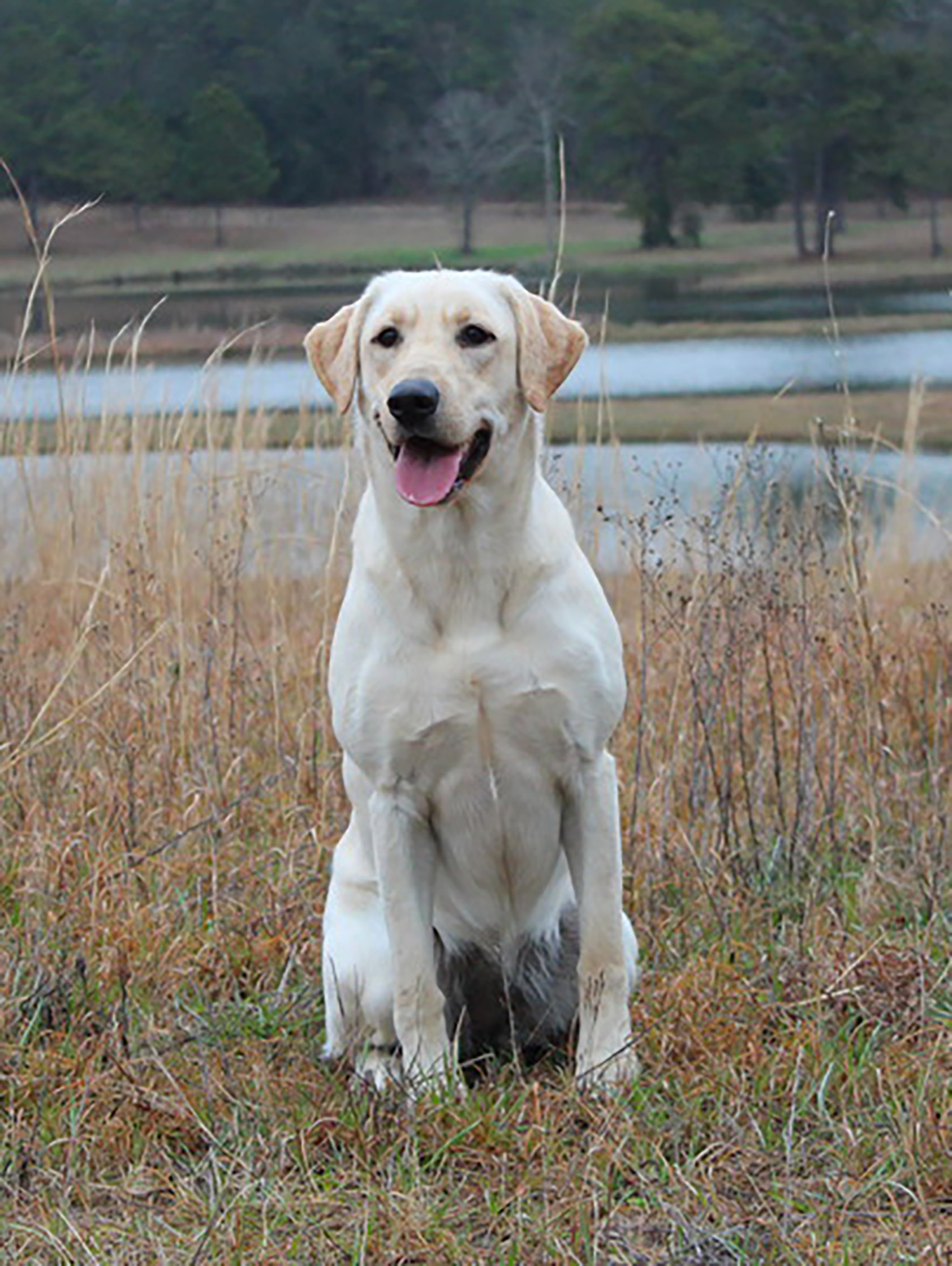 Sutton's White Lightning QA2 | Yellow Labrador Retriver