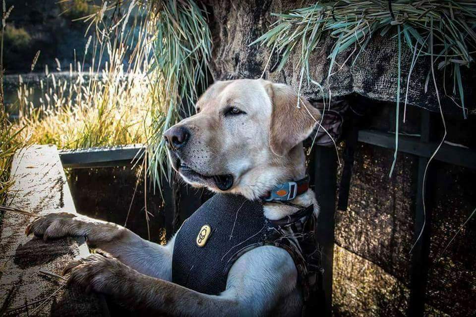 Ruger Buckshot Robertson's | Yellow Labrador Retriver