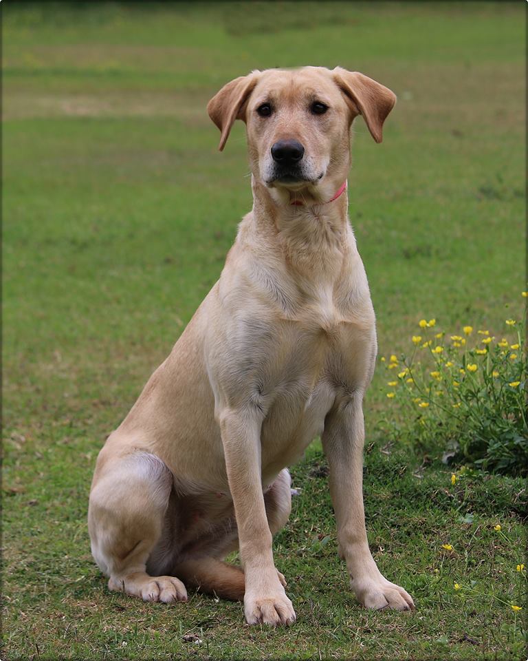 SBR Cypress Creek | Yellow Labrador Retriver