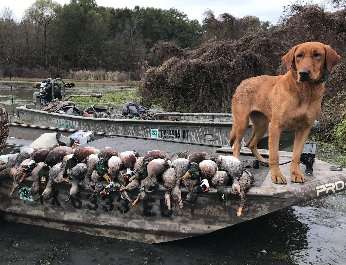 Fullgrown & Over The Limit | Yellow Labrador Retriver