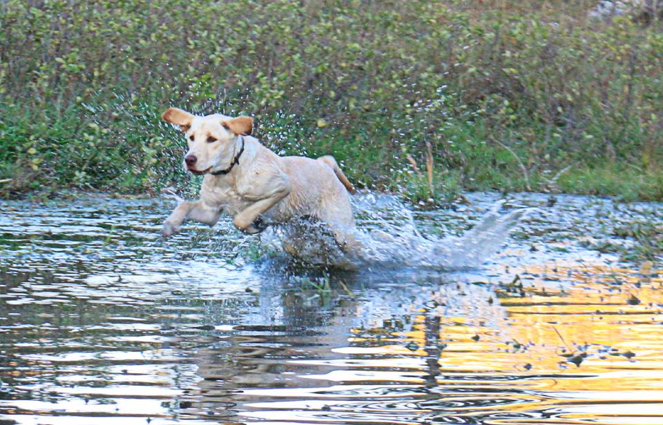 SHR FSR Dakota's Cheese N Quackers VHMA TKN | Yellow Labrador Retriver