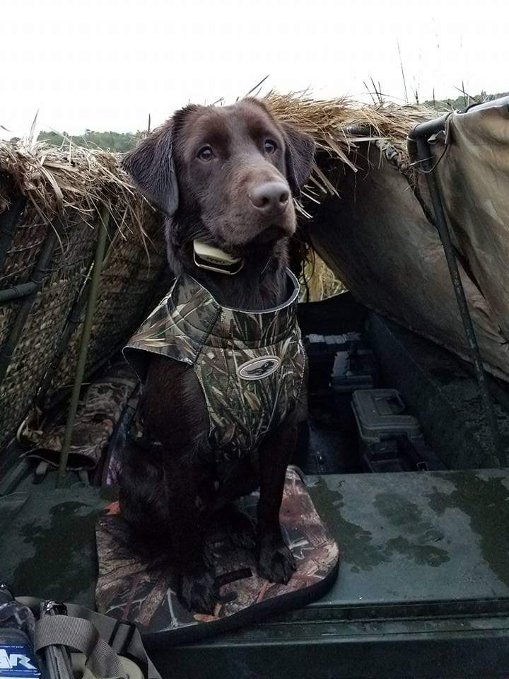 Thor Ellefsen | Chocolate Labrador Retriver