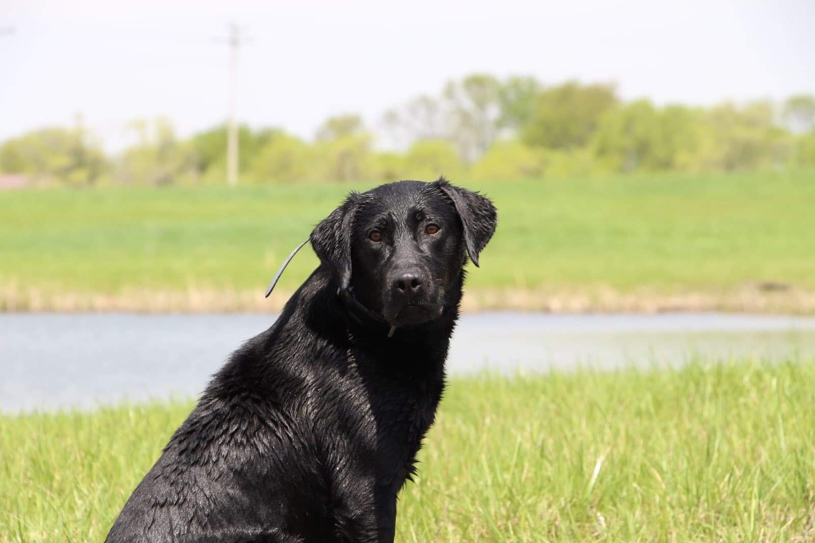 HRCH 1.5 GMPR  S&S Rollin' Coal SH | Black Labrador Retriver