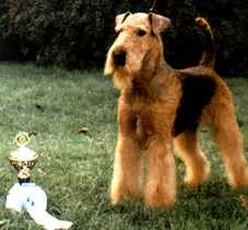 My Nutzen Est Etiam | Airedale Terrier 