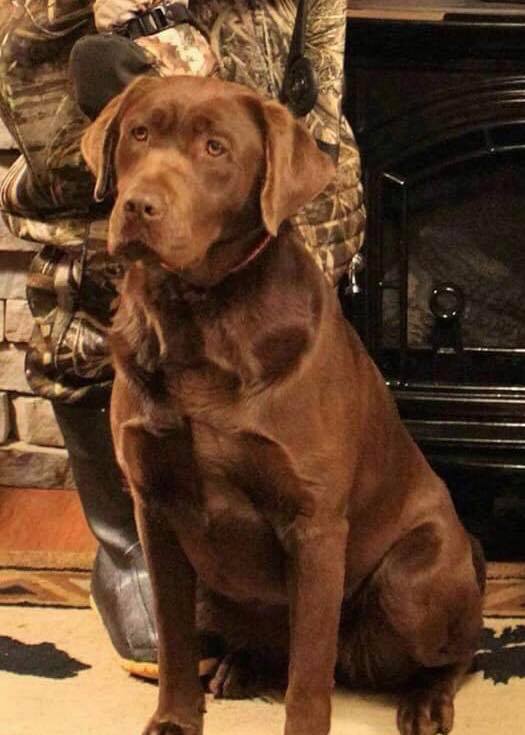 Sadie Rocheby Captain Kio Oaks JH | Chocolate Labrador Retriver