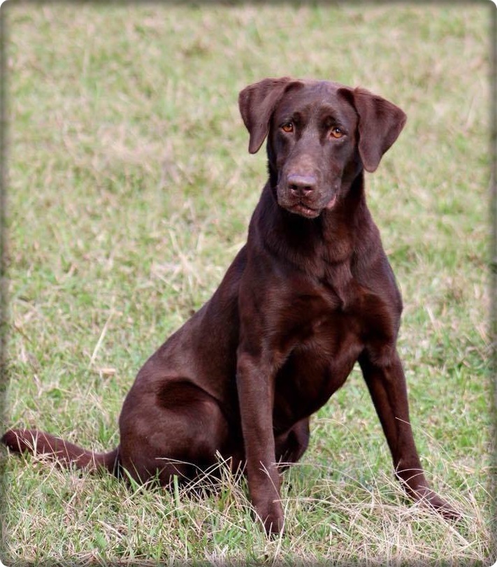 Black Ice's Jones Kilo Boy SH DJ | Chocolate Labrador Retriver