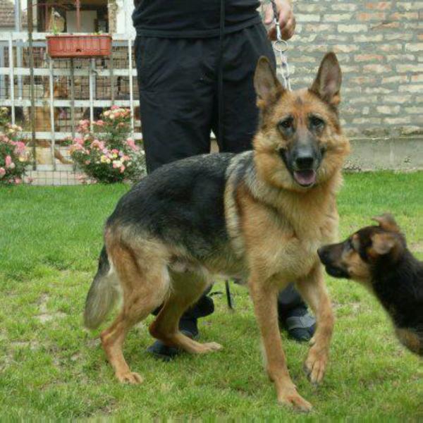 ArA od Beronje | German Shepherd Dog 
