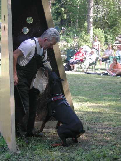 Fjordneck Brio Bolero | Black Doberman Pinscher