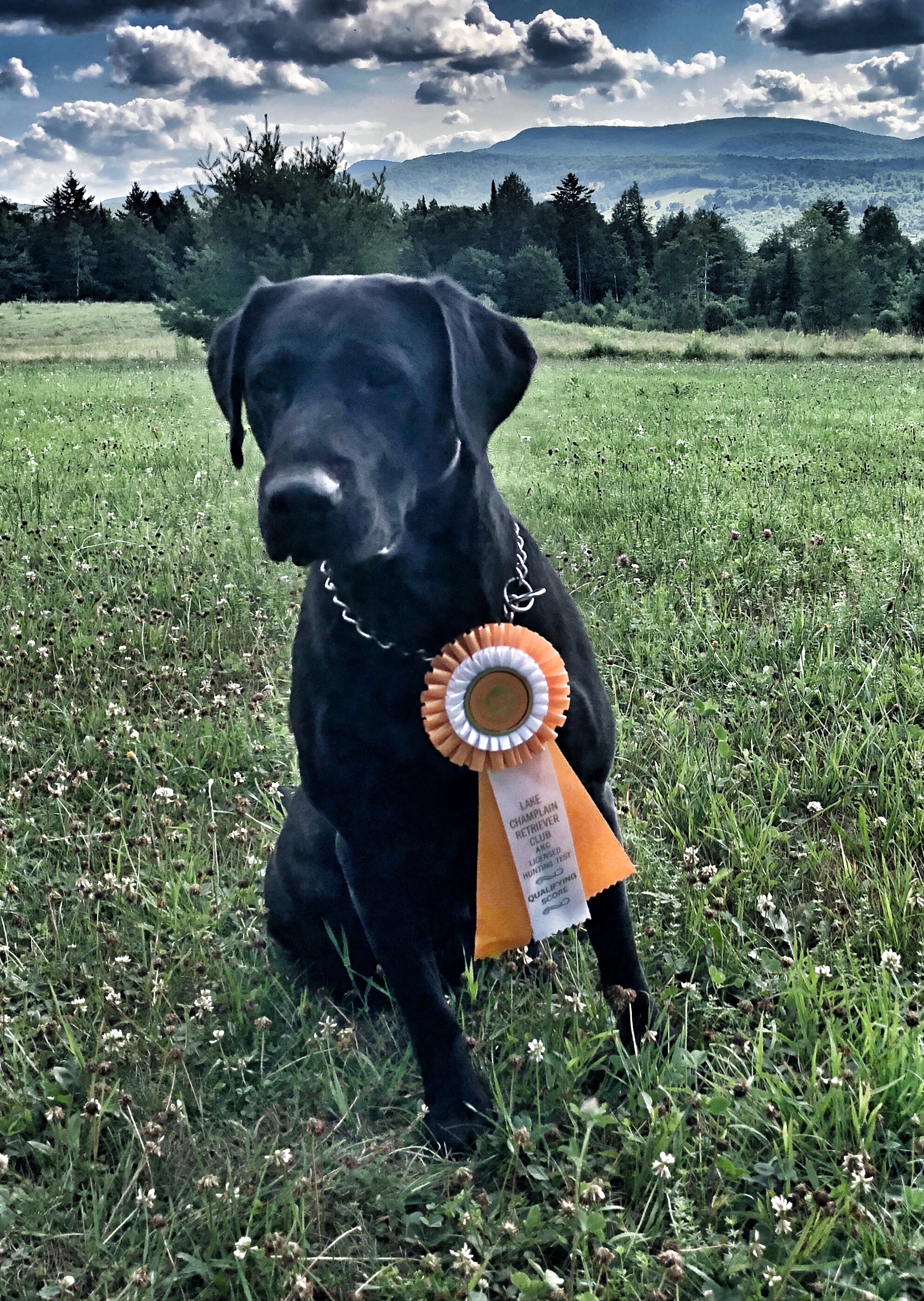 HRCH Coal's Sparkleberry Cache MH | Black Labrador Retriver