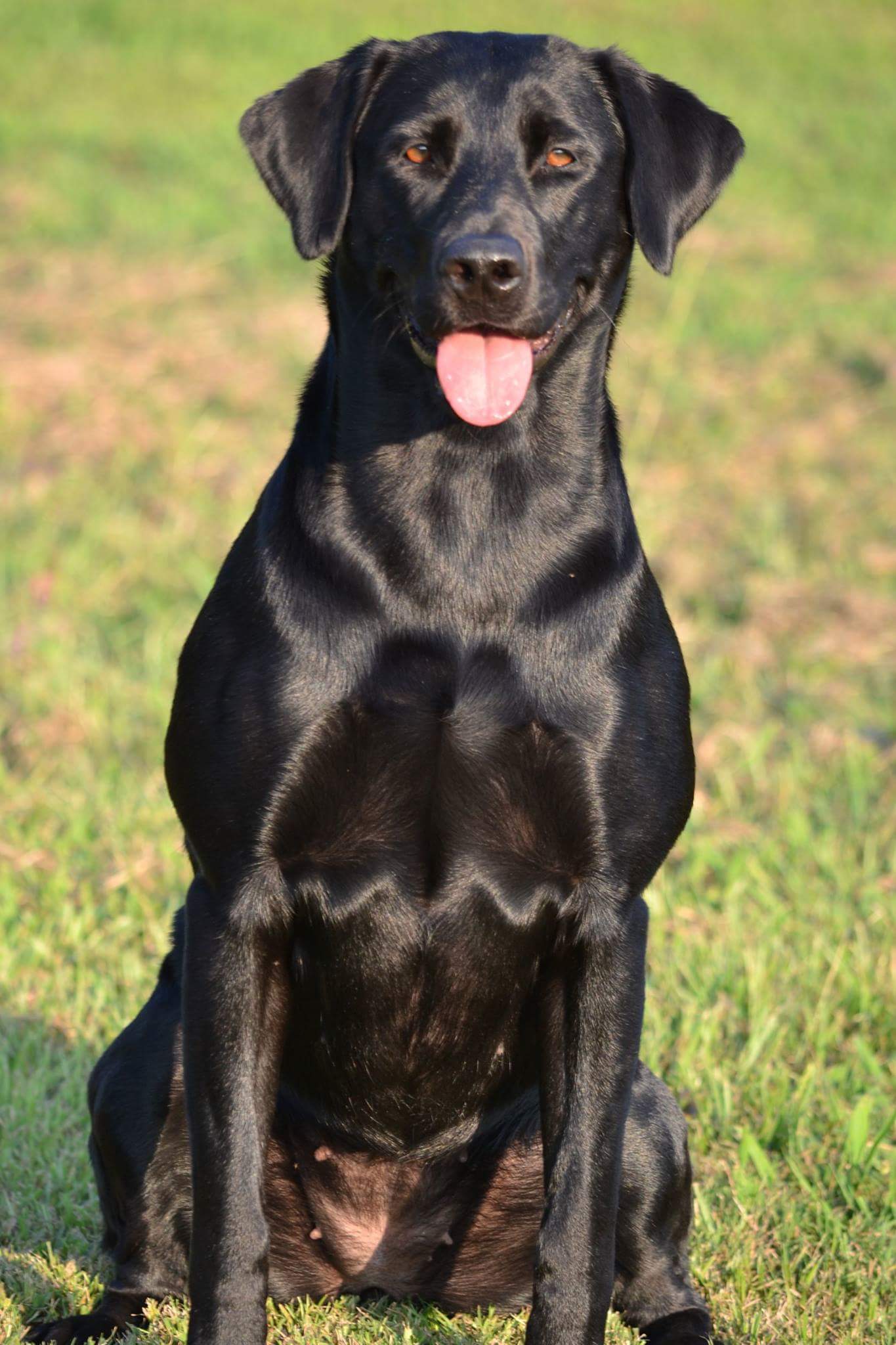 HR Rebel's Southern Fine Point Sharpie SH | Black Labrador Retriver