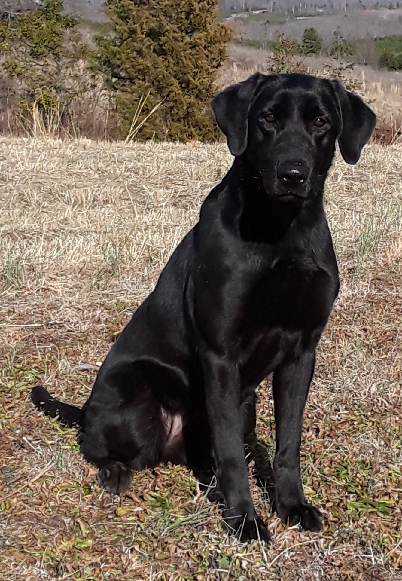 HRCH HR SHR Sunstar's Gigi The Boss's Daughter MH | Black Labrador Retriver