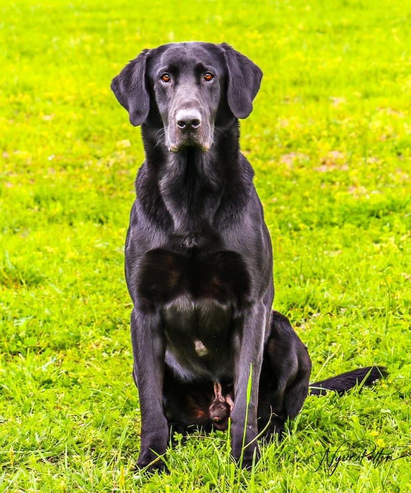 SRSA GRHRCH Carbon Copy No Surprise MH Q2 | Black Labrador Retriver