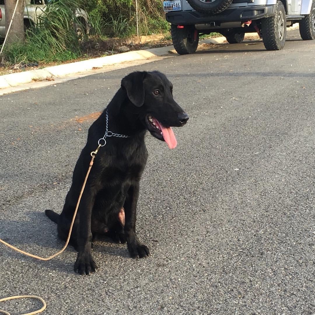 New Door Mako Nievez | Black Labrador Retriver