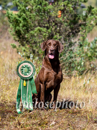 HRCH Big Mamou's One Eyed Willie MH | Chocolate Labrador Retriver