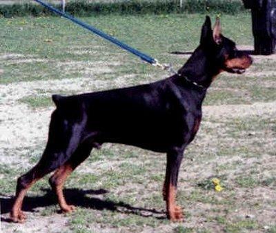 Ire Eurcon de la Taniere d'Or | Black Doberman Pinscher