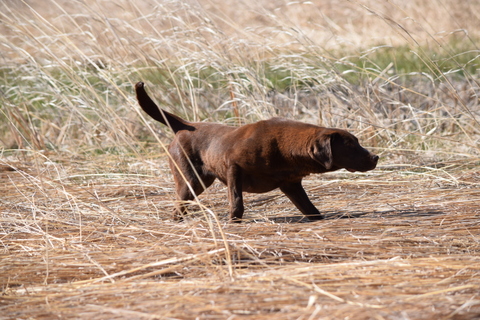 CPR Red Label's Triple Shot Bailey | Chocolate Labrador Retriver