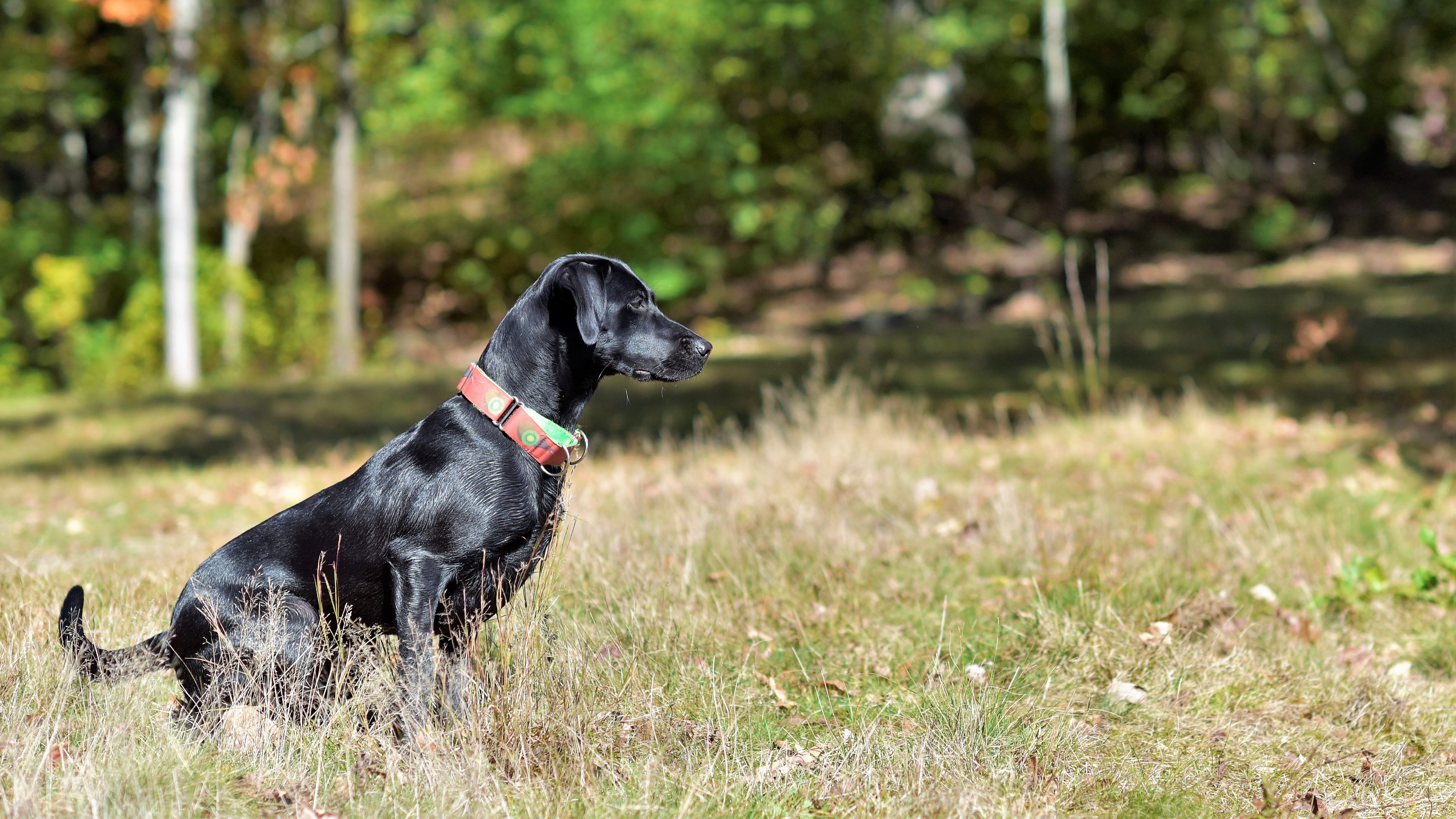 MACH3 ADCH-B Blackfoot's Gold Coast Maori Gift MXC MJG MFB TQX T2B2 CA DJ DN TKI | Black Labrador Retriver