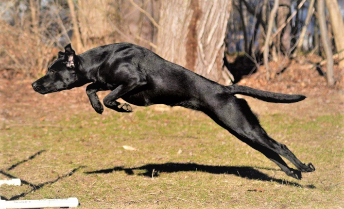 MACH3 ADCH-B Blackfoot's Gold Coast Maori Gift MXC MJG MFB TQX T2B2 CA DJ DN TKI | Black Labrador Retriver