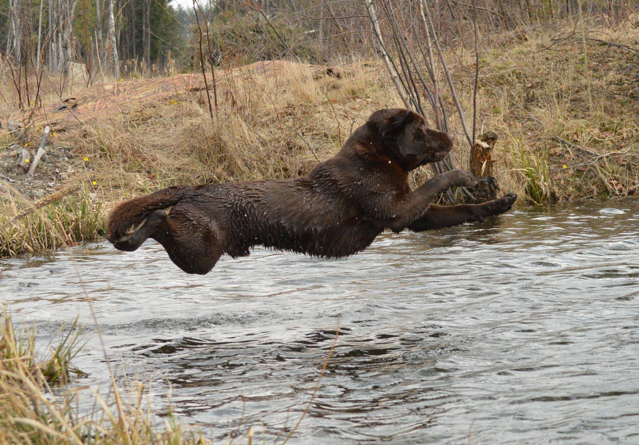 Can CH Dicha's Watson 2E SH WCX | Chocolate Labrador Retriver