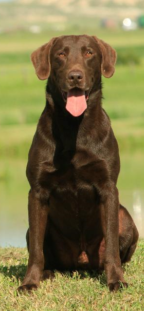 GRHRCH Revitt Up's Power Surge MH MNR | Chocolate Labrador Retriver