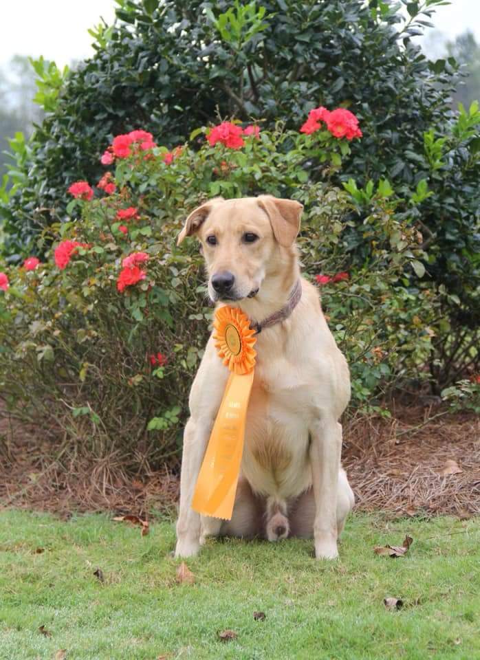 GRHRCH Ajs Sailor Katy's I Shot The Sheriff MH | Yellow Labrador Retriver