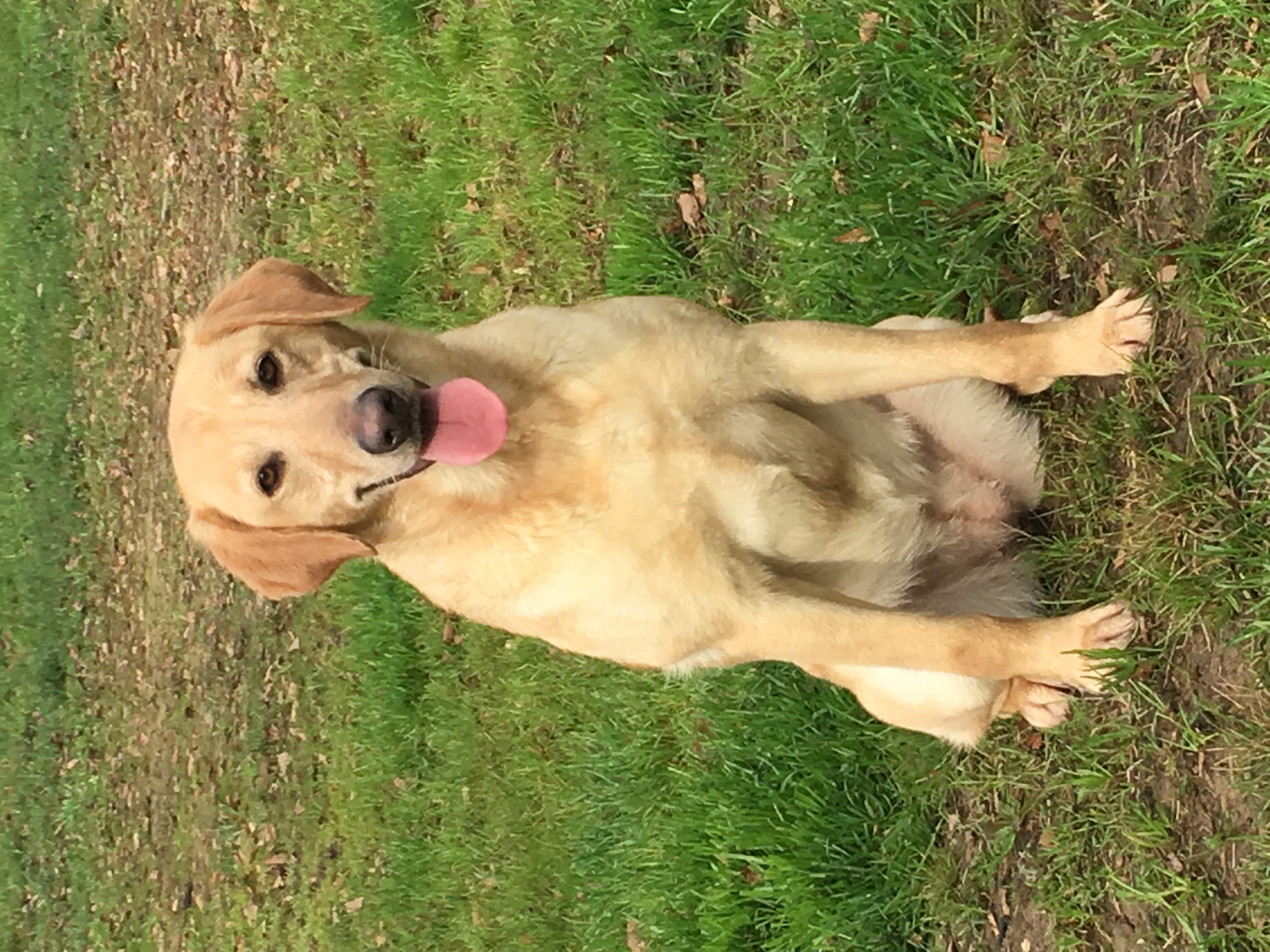 HRCH Legend's Bayou Beamin Bird Dog JH | Yellow Labrador Retriver