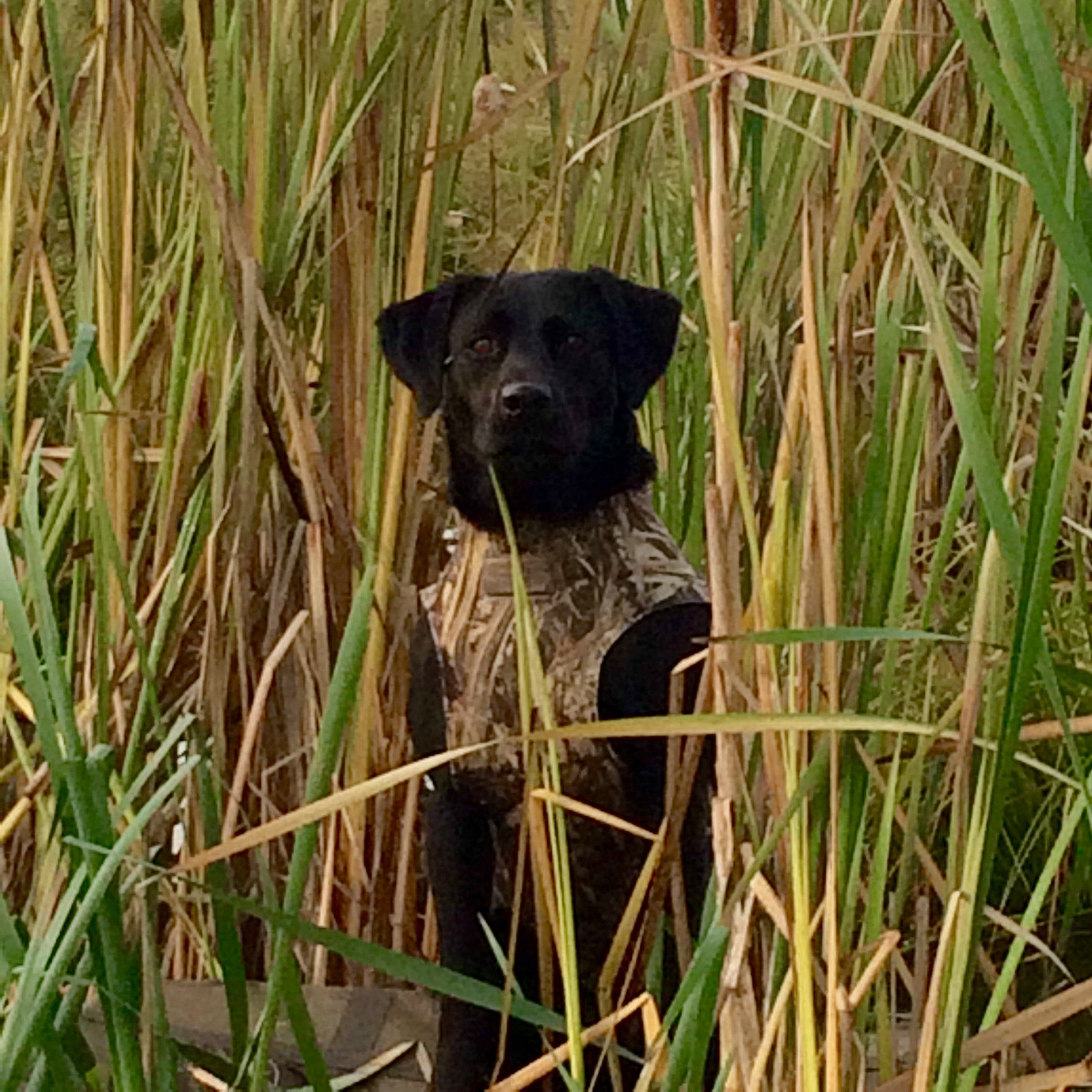 HR   WR Duckbusters Sweet Stoneybrook SR | Black Labrador Retriver