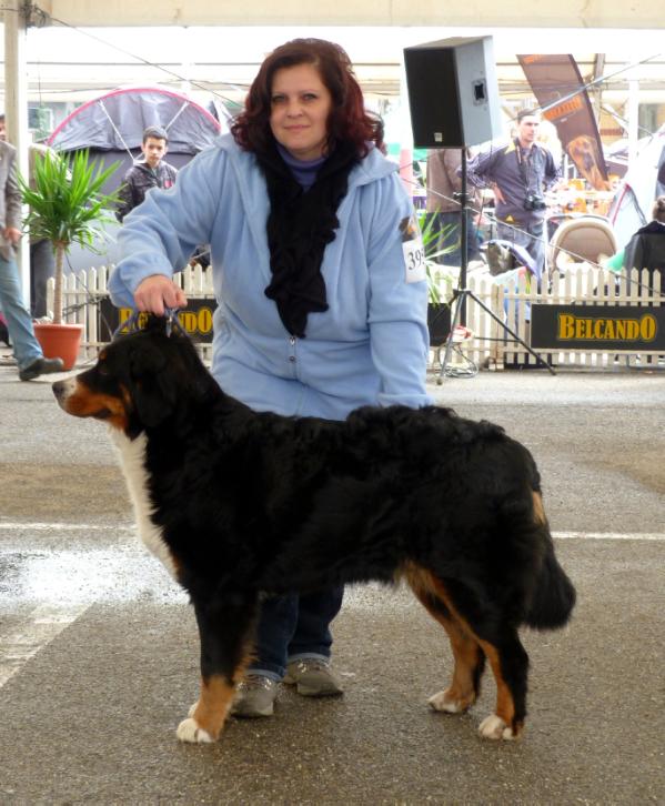 Fency of Berniland | Bernese Mountain Dog 