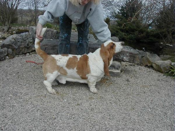 Original bg bone d'artagnan | Basset Hound 