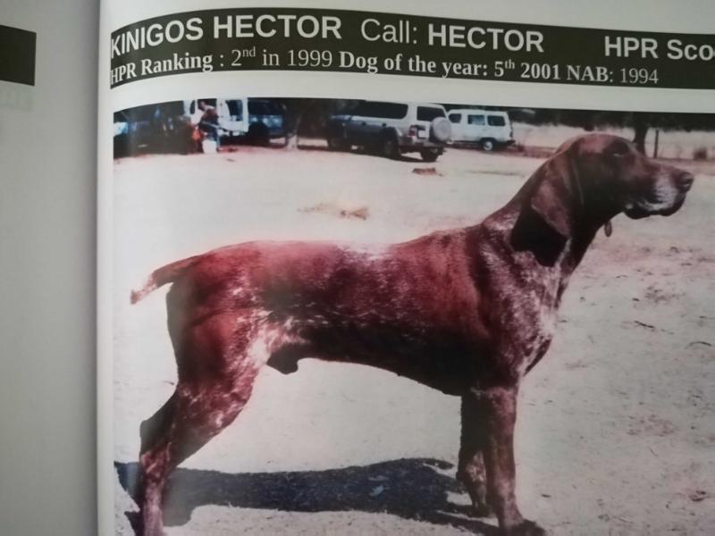 KINIGOS HECTOR | German Shorthaired Pointer 