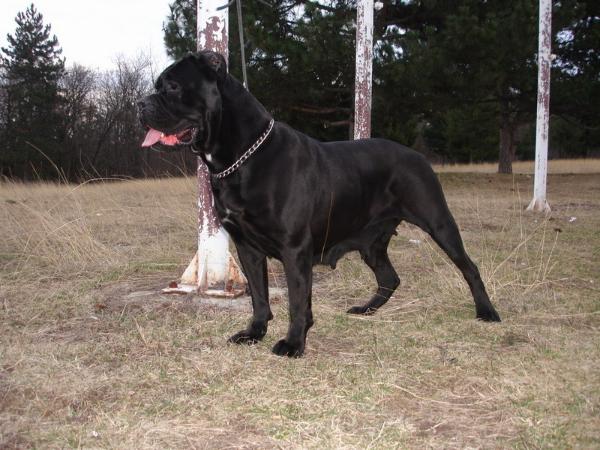 Sara JR 70167 | Cane Corso 