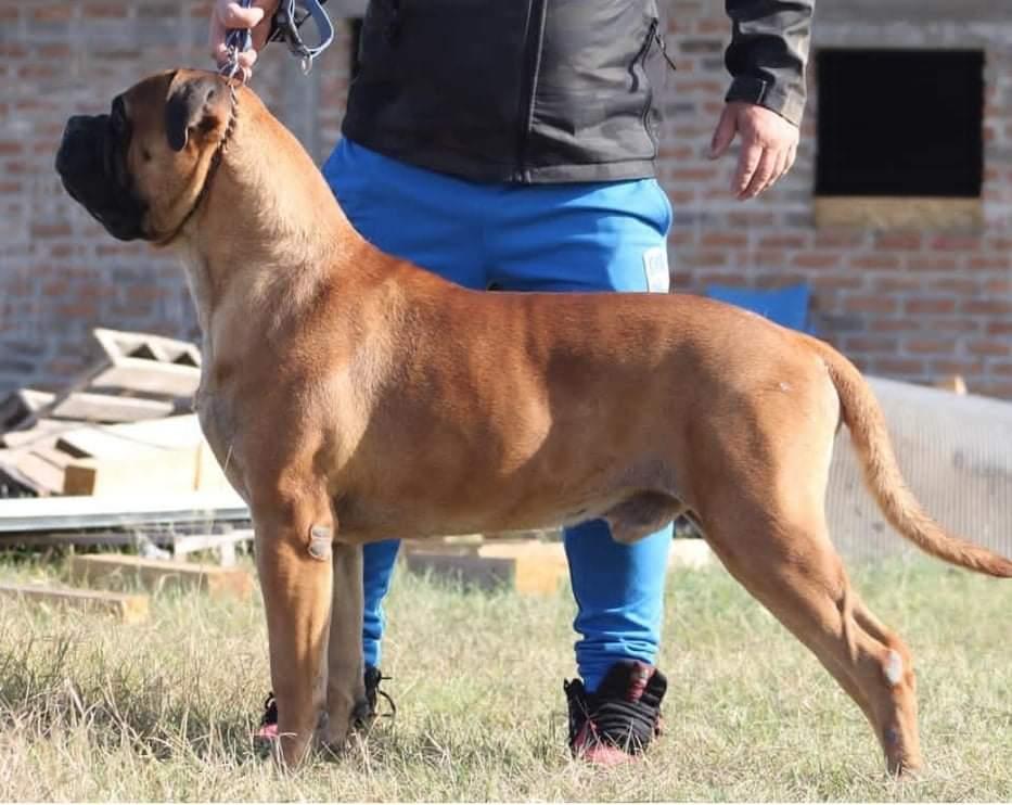 Boerge's Bull's Olekk | Bullmastiff 