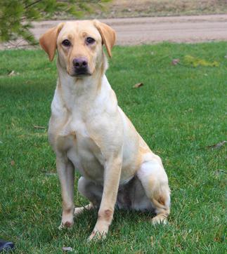 Trinity Oaks Sage Paints The Sky | Yellow Labrador Retriver